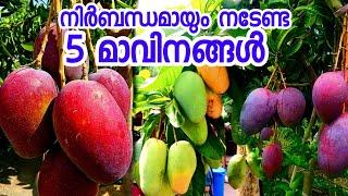 നിർബന്ധമായും നടേണ്ട 5 മാവിനങ്ങൾ|part 1|pazhachedikal malayalam|fruit plants in pot|mango variety