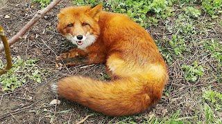Как отличить УРУРУ лис  How to identify ururu foxes