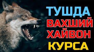 Тушда Вахший хайвон курса - Tushda Vaxshiy xayvon ko'rsa