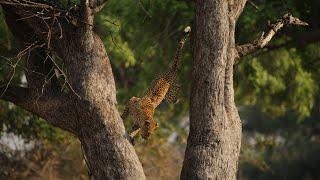 Leopard Risks Death For Dinner | Planet Earth III | BBC Earth