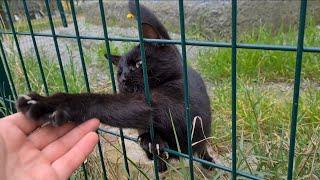 Cute Black Kitty wants to befriend me by holding out his Paw to me.