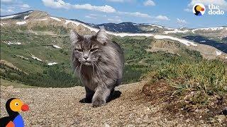 Adventure Cat Loves Swimming, Climbing Mountains With Parents | The Dodo