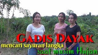 Gadis Dayak mencari sayur langka yang jarang diketahui orang