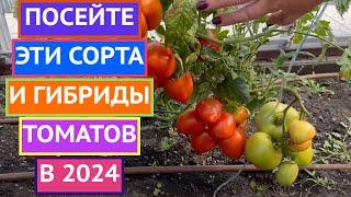 РЕКОМЕНДУЮ! ЛУЧШИЕ СОРТА/ГИБРИДЫ ТОМАТОВ 2023!