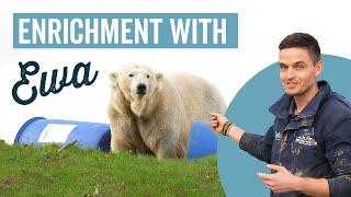 Enrichment with Ewa the Polar Bear - Jimmy's Farm