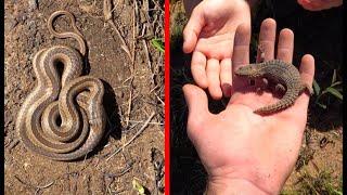 These Lizards Look Like Dragons! - Flipping Rocks to find Reptiles