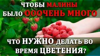 Ремонтантная малина отблагодарит вас вдвойне. Что нужно делать во время цветения?