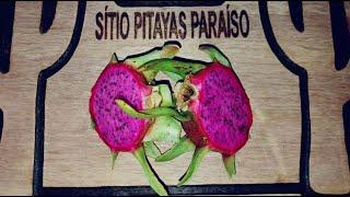 Pitaya