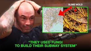 The Amazing Power of Fungi & Slime Mold