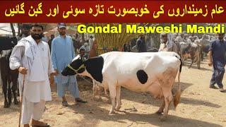 Beautiful Different Milking Cows Latest Prices On Gondal Maweshi Mandi || My Life Channel