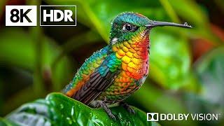 Premium Scenery in 8K HDR | Dolby Vision™