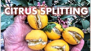 CITRUS FRUIT SPLITTING |  FOUR (4) FACTORS & HOW TO MINIMIZE RISKS