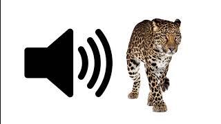 Leopard - Sound Effect | ProSounds