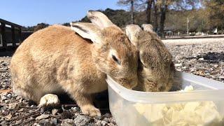 Those two friendly bunnies are just too cute! [Rabbit Island Japan]