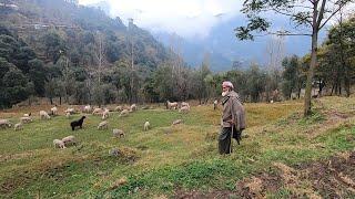 The sheep herding lifestyle of the village people