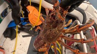 Monster 3.5kg Crayfish - Apollo Bay Diving