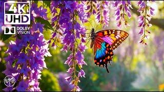 Relaxing Butterfly Film 4K | Beautiful Piano Music & Soothing Sounds • 4K UHD