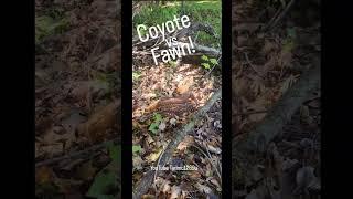 STORY TIME! #coyote #weavethecoyote #dog #puppy #deer #nature #duckholliday #straykids #friends
