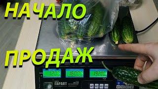 Первые продажи огурцов из зимней теплицы!