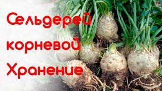 Сельдерей корневой. Хранение урожая сельдерея