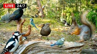 24/7 LIVE Cat TV Non-Stop BIRDS and Squirrels in Relaxing Forest Corner