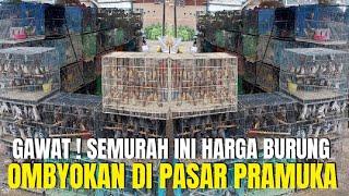 GAWAT ! SEMURAH INI ? HARGA BURUNG OMBYOKAN DI PASAR BURUNG PRAMUKA