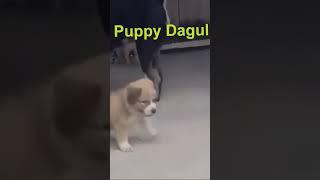 Cutie #Puppy #Catwalk #Dogs #shorts #viral