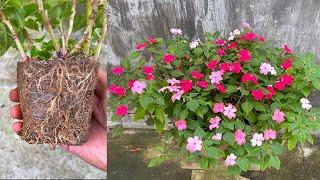 Hyacinth flower propagation by branches | How to grow Impatiens (Busy Lizzie)