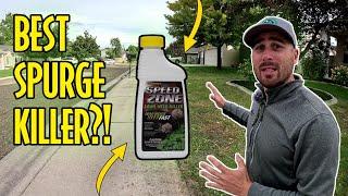 Kill Spurge FAST! Just 1 Product Needed!