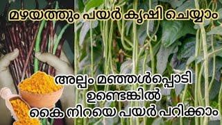 മഴക്കാലത്തും പയർ നിറയെ കായ്ക്കും / Payar Krishi Malayalam / Oru Simple Recipe