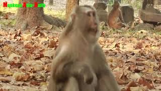 Asia Monkey Daily,How To See Bronco Vs Mom Cara Old Monkey Doing !