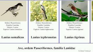 Ave, ordem Passeriformes, família Laniidae lanius birds borealis dorsalis vittatus Eurocephalus