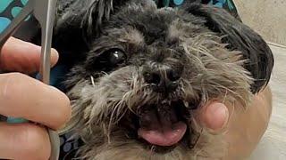 Difficult Doggie Groom; Senior Shih-Tzu/Yorkie (Yorkshire terrier), fidgety with face, feet & legs