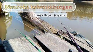 Strike IKAN MAKANAN PARA RAJA..!!! Hanya pakai umpan Jangkrik DI SUNGAI KAPUAS