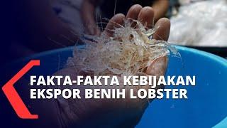 Fakta-Fakta Kebijakan Ekspor Benih Lobster Berujung Penetapan Edhy Prabowo Jadi Tersangka Korupsi