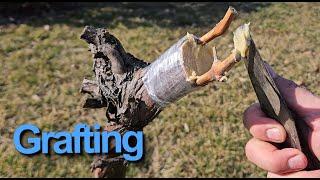 Vrublovanie, Older grapevines: Grafting Technique, Easy grafting, New vine, Tips, Záhrada, Garden