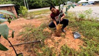 Cara tanam pokok mesta/manggis master agar berbuah cepat dan rendah.