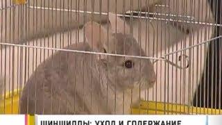 Питомцы. Шиншиллы: уход и содержание. GuberniaTV