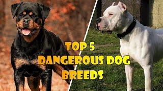 Top 5 Most Dangerous Dogs | Fearless Dog Breeds | 2022 | AQOON