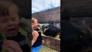 cow kissed boy|1M views//#shorts