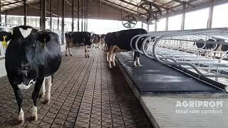 Happy cows on the Comfortmat Z 20/0 dairy rubber flooring & Agriflex Cow mattress - Agriprom Asia