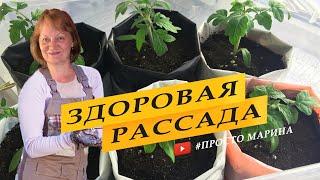 Чтобы рассада томатов не вытягивалась и была здоровой и крепкой.