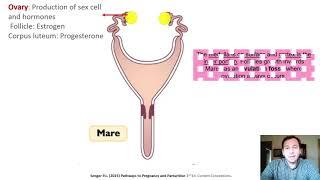 WSU AS 267 Basic Equine Reproduction