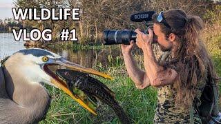 Birds & Gators of Circle B Bar Reserve - Wildlife Photography VLOG