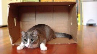 Why Do Cats Love Boxes?