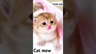 Cat mewing cat sound বিড়ালের ডাক #cat #mewing #বিড়াল