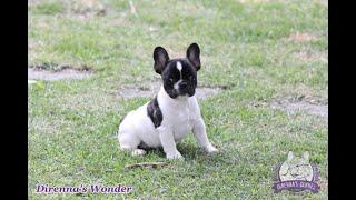 Direnna’s Wonder - macho - Bulldog Frances - Canil Direnna