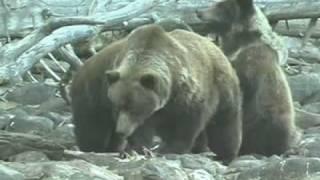 Coastal Grizzlies  (Ursus arctos horribilis)