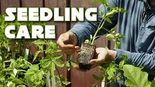 Seed Starting Part 2: Seedling Care, Problems, and Pot-Up