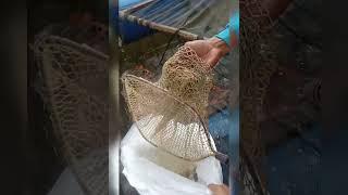 Proses Memanen Ikan Koi dari KJA